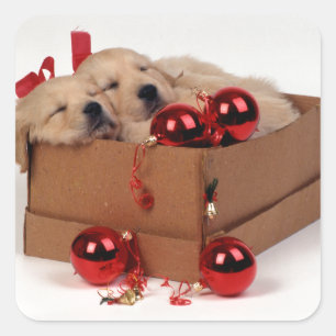 Cute Labrador puppies with x-mas baubles Square Sticker