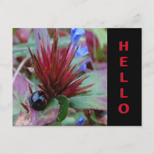 Cute Ladybug Cust. Text HELLO Postcard