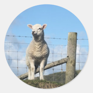 CUTE LAMB  CLASSIC ROUND STICKER