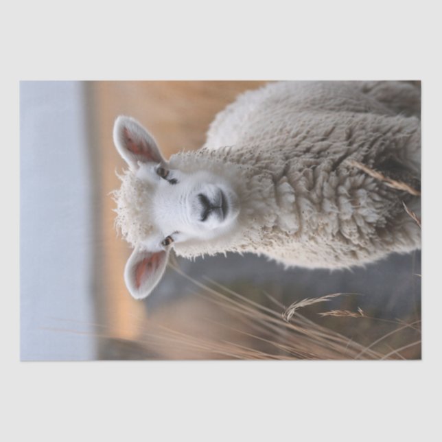 Cute Lamb Photo Decoupage Tissue Paper (Front)