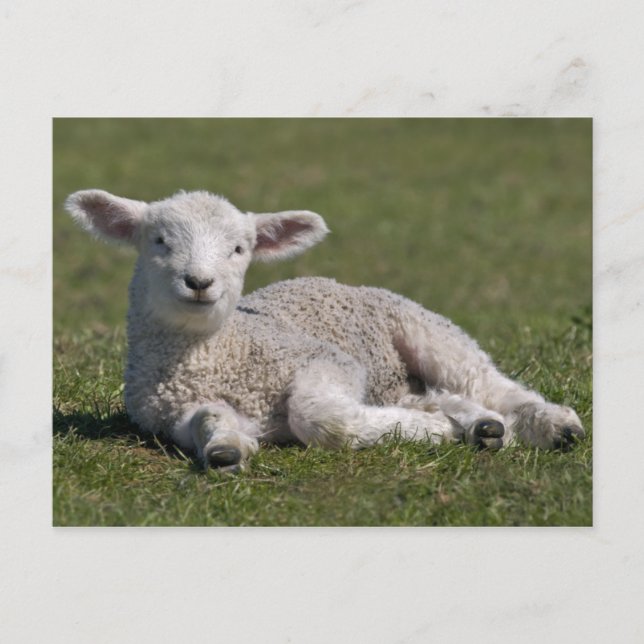 Cute Lamb Postcard (Front)