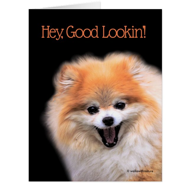 Cute Laughing Pomeranian Dog (Front)