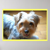 Cute laughing yorkie puppy dog yorkshire terrier