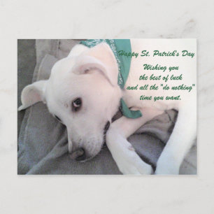 Cute Lazy White Dog Wearing Green Scarf Postcard