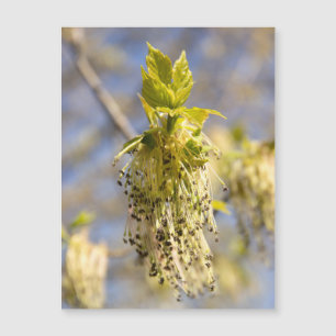 Cute leaves in spring photo