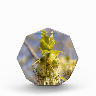 Cute leaves in spring photo block