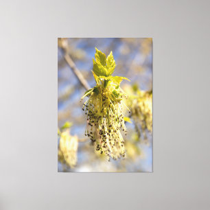 Cute leaves in spring photo canvas print