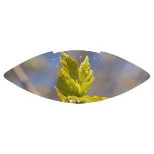 Cute leaves in spring photo football