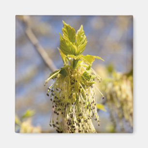 Cute leaves in spring photo magnet
