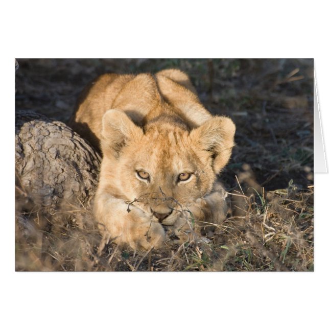 Cute Lion Cards (Front Horizontal)