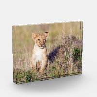 Cute lion cub in Africa photo