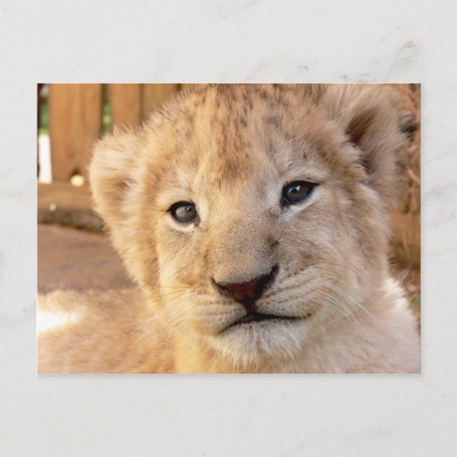 Cute Lion Cub Postcard (Front)