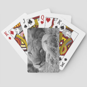 Cute Lion Cub Resting With Father Playing Cards