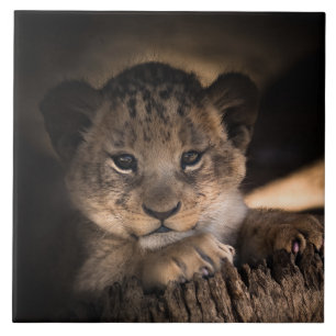 Cute lion cub tile