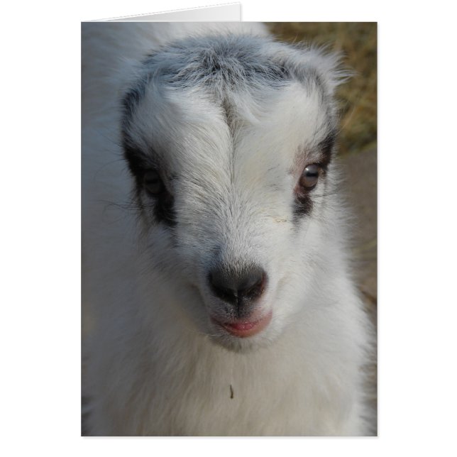 Cute Little Amigo (Front)