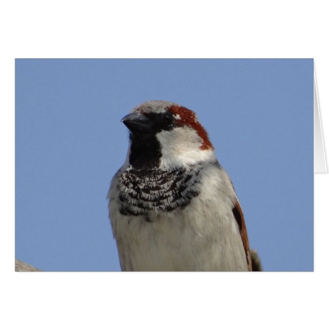 Cute little bird (Front Horizontal)