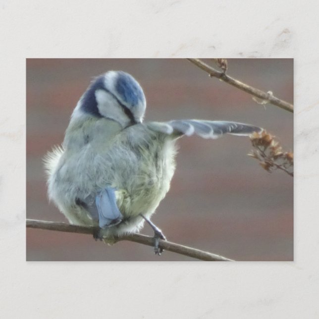 Cute little Bird DIY Postcard (Front)