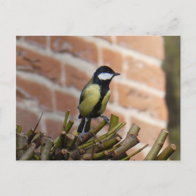 Cute little Bird on Top DIY Postcard (Front)