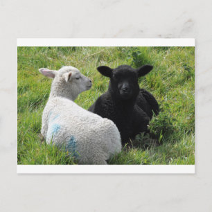 Cute little black and white lambs postcard