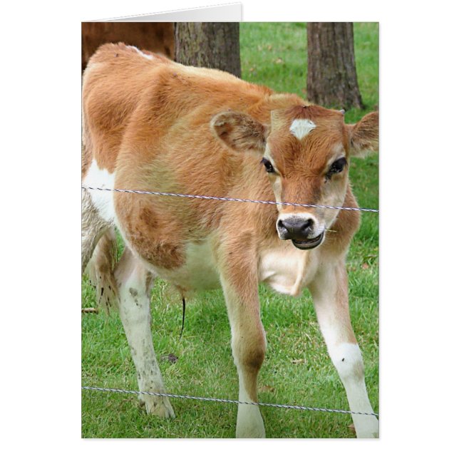 Cute Little Calf (Front)