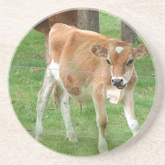 Cute Little Calf Coaster (Front)