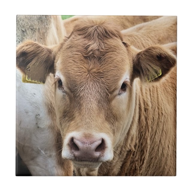 CUTE LITTLE CALF TILE (Front)