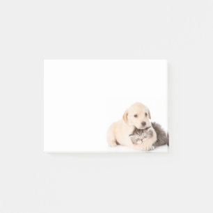 cute little cat sleeps in dog's hands post-it notes