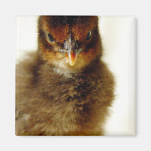 Cute Little Chick Magnet