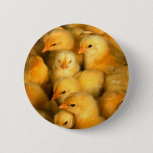 Cute Little Chicks 6 Cm Round Badge