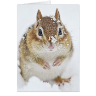 Cute Little Chipmunk in the Snow