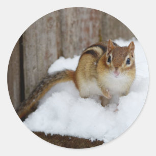 Cute Little Chipmunk in the Snow Classic Round Sticker