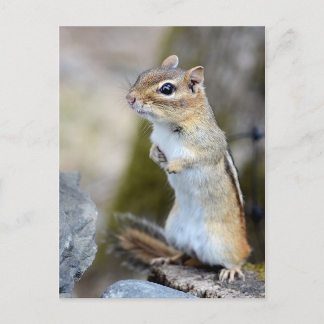Cute Little Chipmunk on Alert Postcard (Front)
