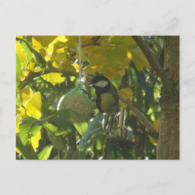 Cute Little Eating Bird DIY Postcard (Front)