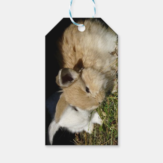 Cute little fluffy bunnies   gift tags (Front)
