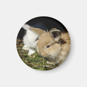 Cute little fluffy bunnies   magnet