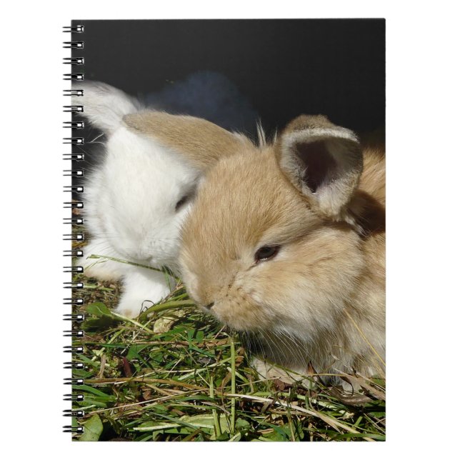 Cute little fluffy bunnies   notebook (Front)