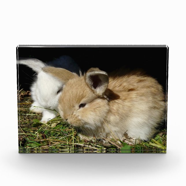 Cute little fluffy bunnies  photo block (Front)