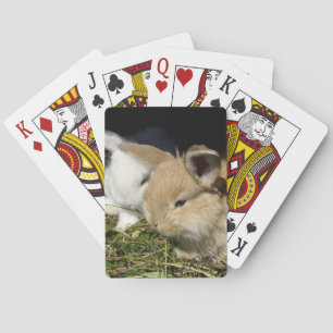 Cute little fluffy bunnies playing cards