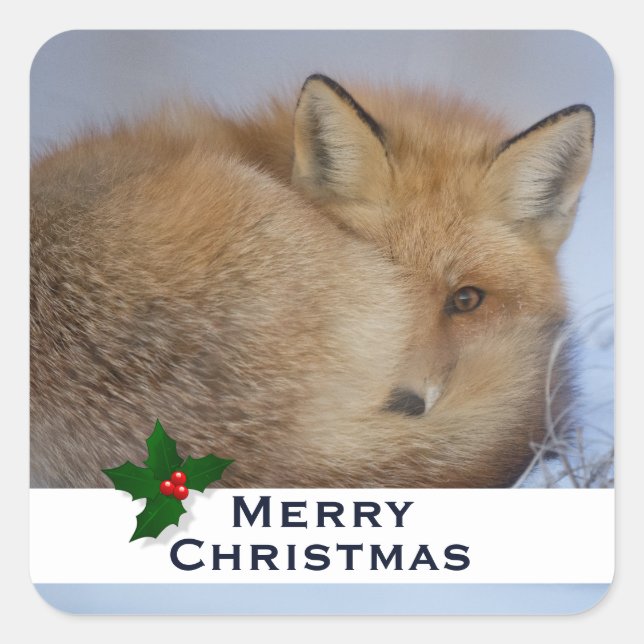Cute Little Fox Curled Up Winter Photo Christmas Square Sticker (Front)