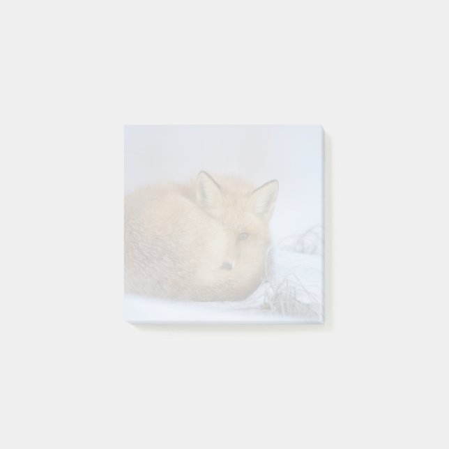Cute Little Fox Curled Up Winter Photo Post-it Notes (Front)
