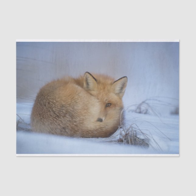 Cute Little Fox Curled Up Winter Photo Tissue Paper (Front)