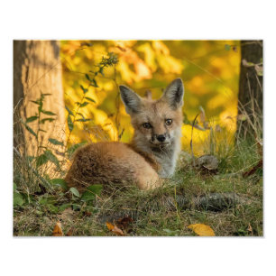 Cute Little Fox Photo Print