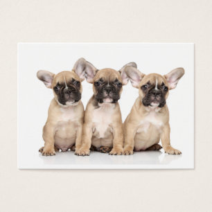 Cute little French Bulldogs