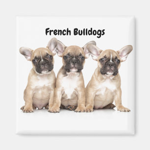 Cute little French Bulldogs Magnet