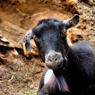 CUTE LITTLE GOAT