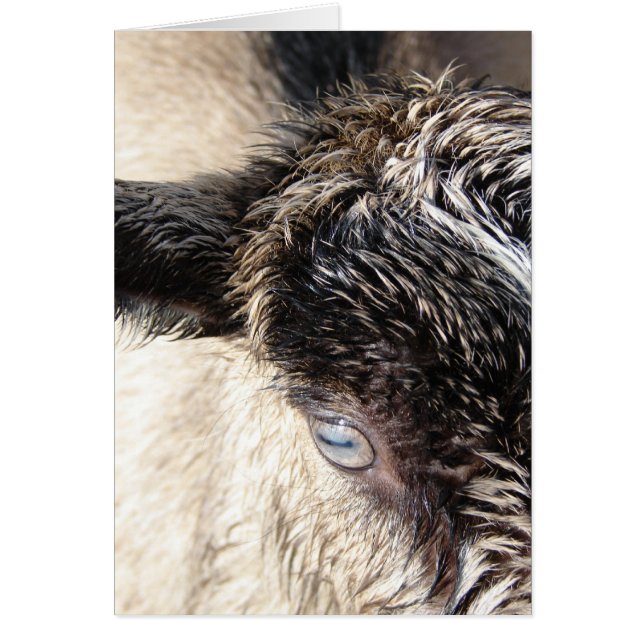 Cute Little Goat (Front)