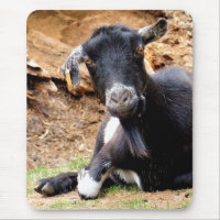 CUTE LITTLE GOAT