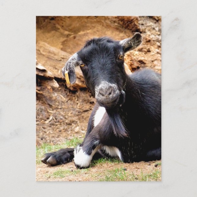 CUTE LITTLE GOAT POSTCARD (Front)