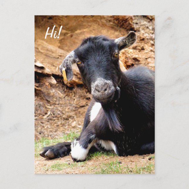 CUTE LITTLE GOAT POSTCARD (Front)