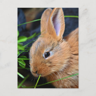 Cute Little Golden Bunny Postcard
